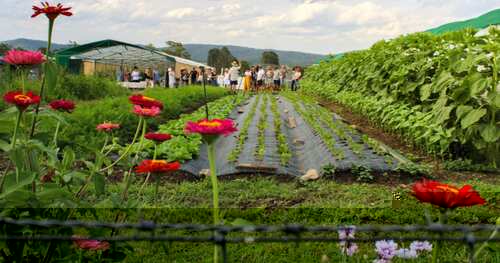Guided garden tour at Homegrown Organics