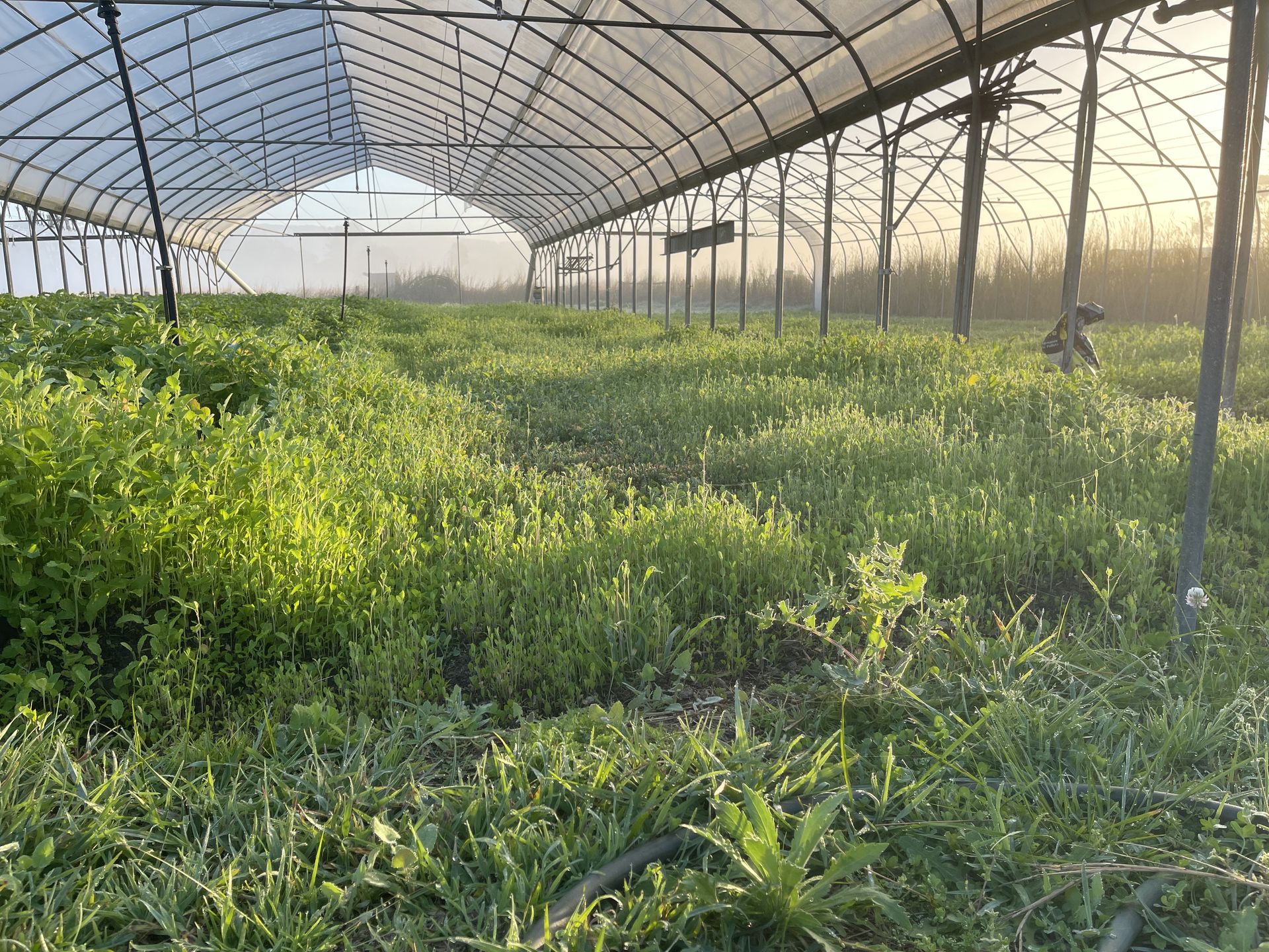 Starting a Vegetable Garden from Scratch
