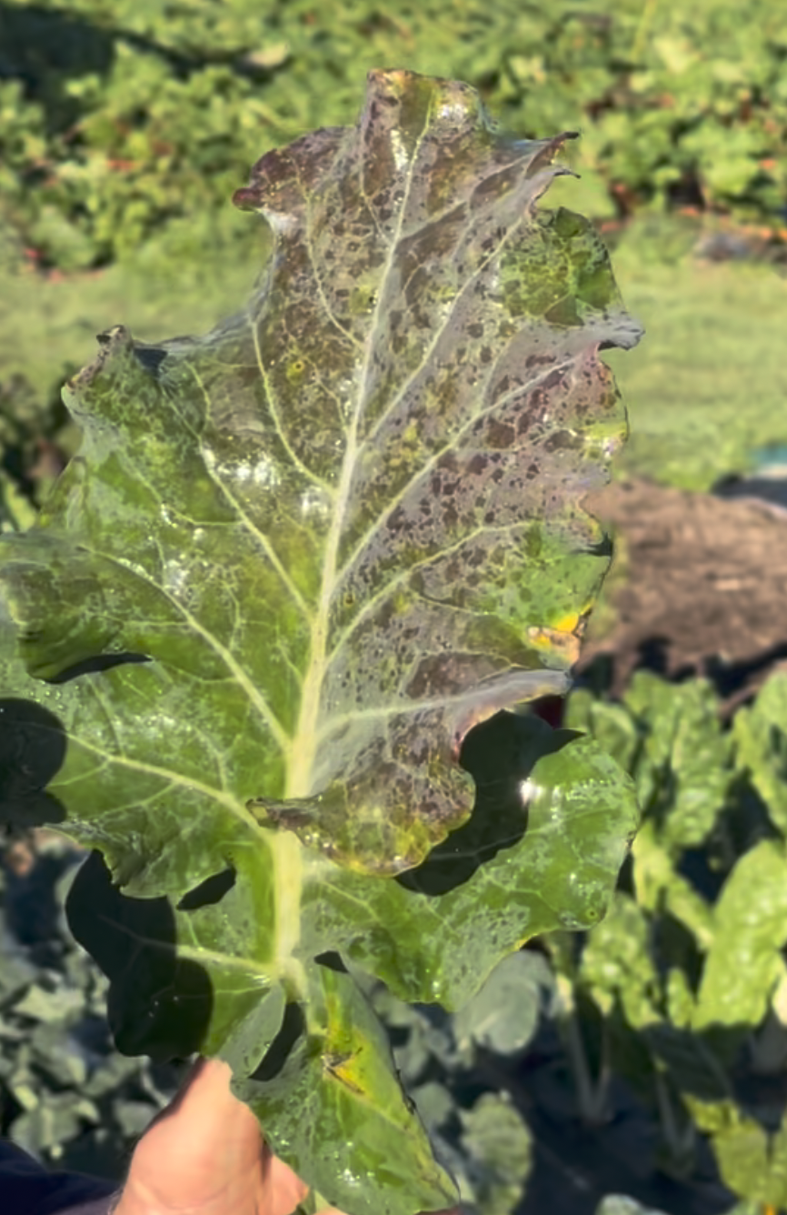 Broccoli's Hidden Hunger: What Purple Leaves Are Telling You