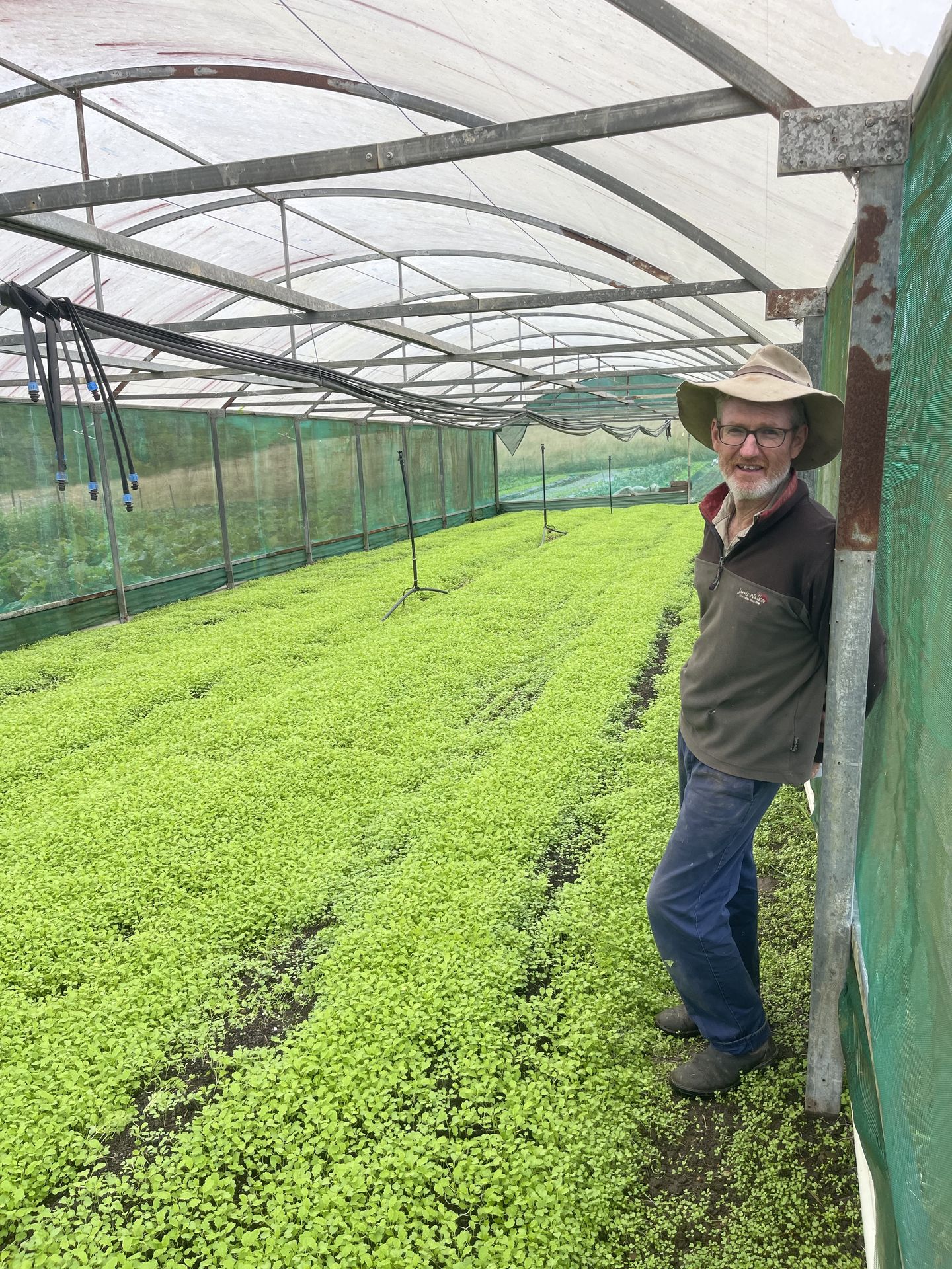 Biofumigation: Using Mustard Greens to Fight Soil-Borne Disease