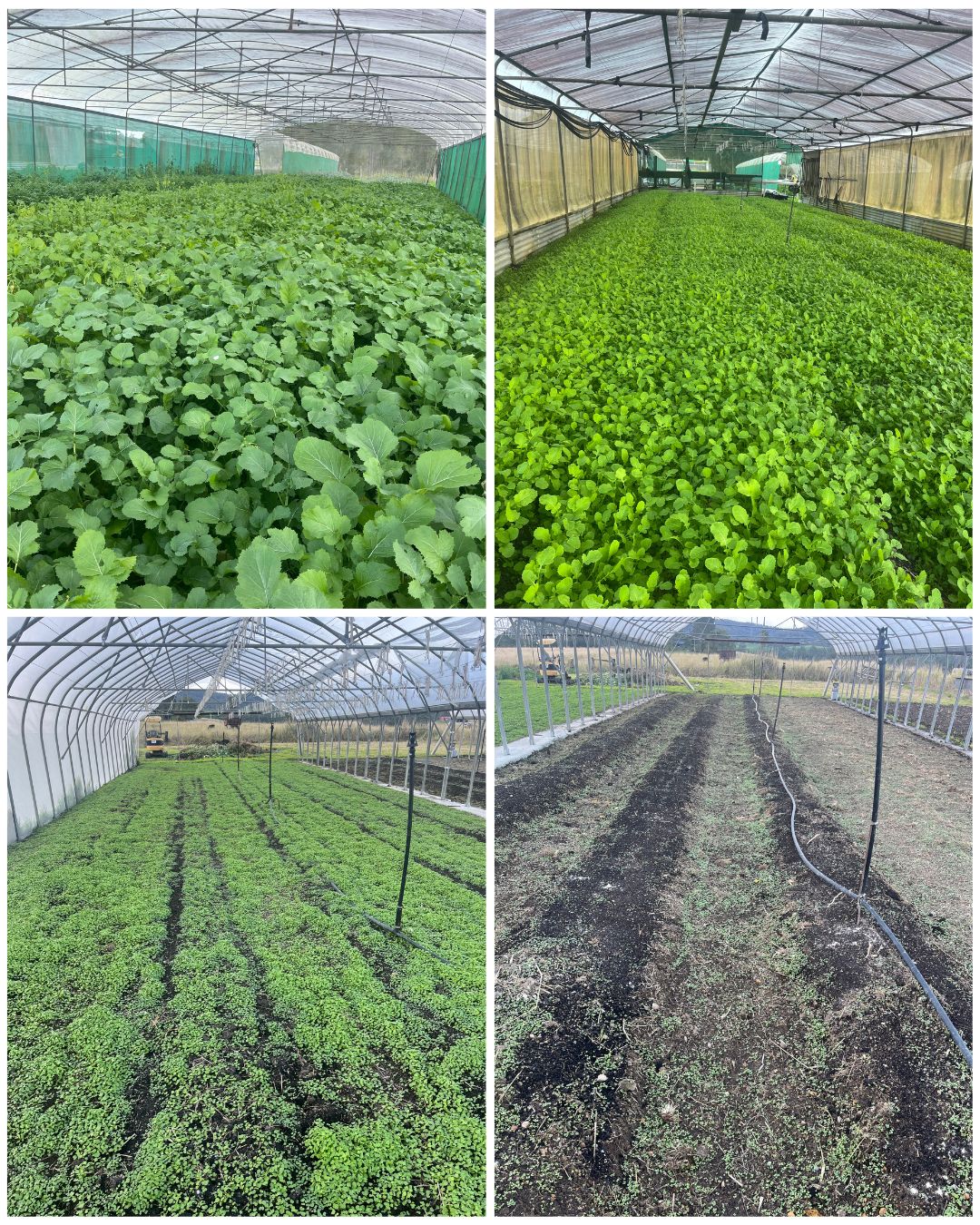 Biofumigant Update: Mustard Greens Progress Report