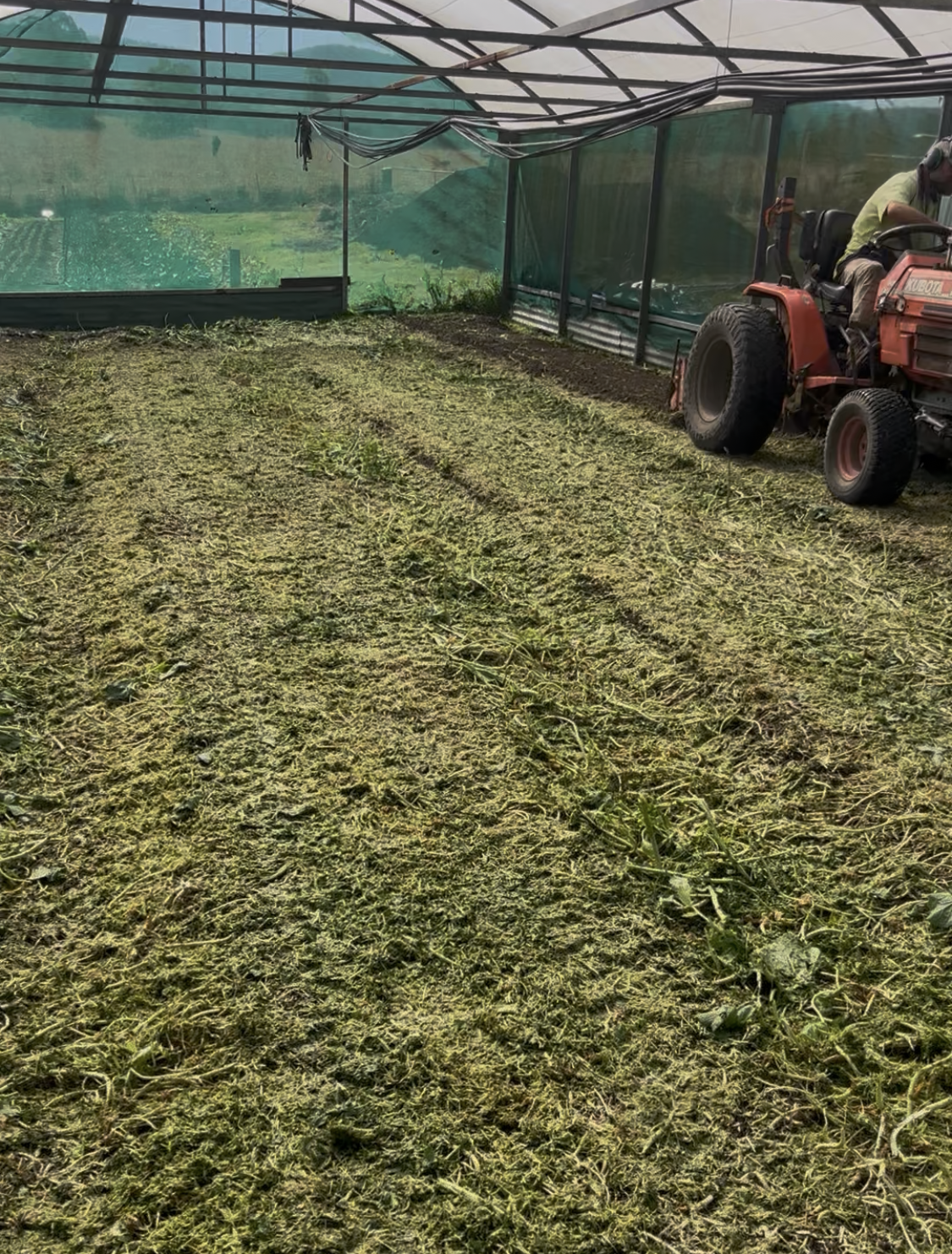 Mustard Greens, Stage 2: Grafted Tomatoes and Biofumigation Progress