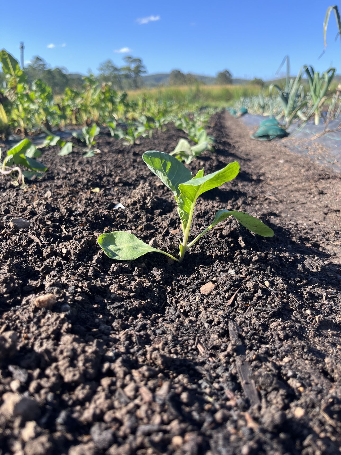 Rain & Soil: Why We Won't Work Our Garden When It's Wet
