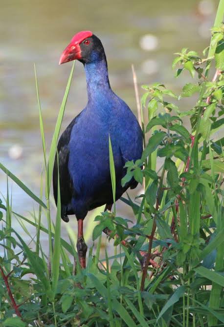 Living With Nature: Protecting Your Garden From Wildlife