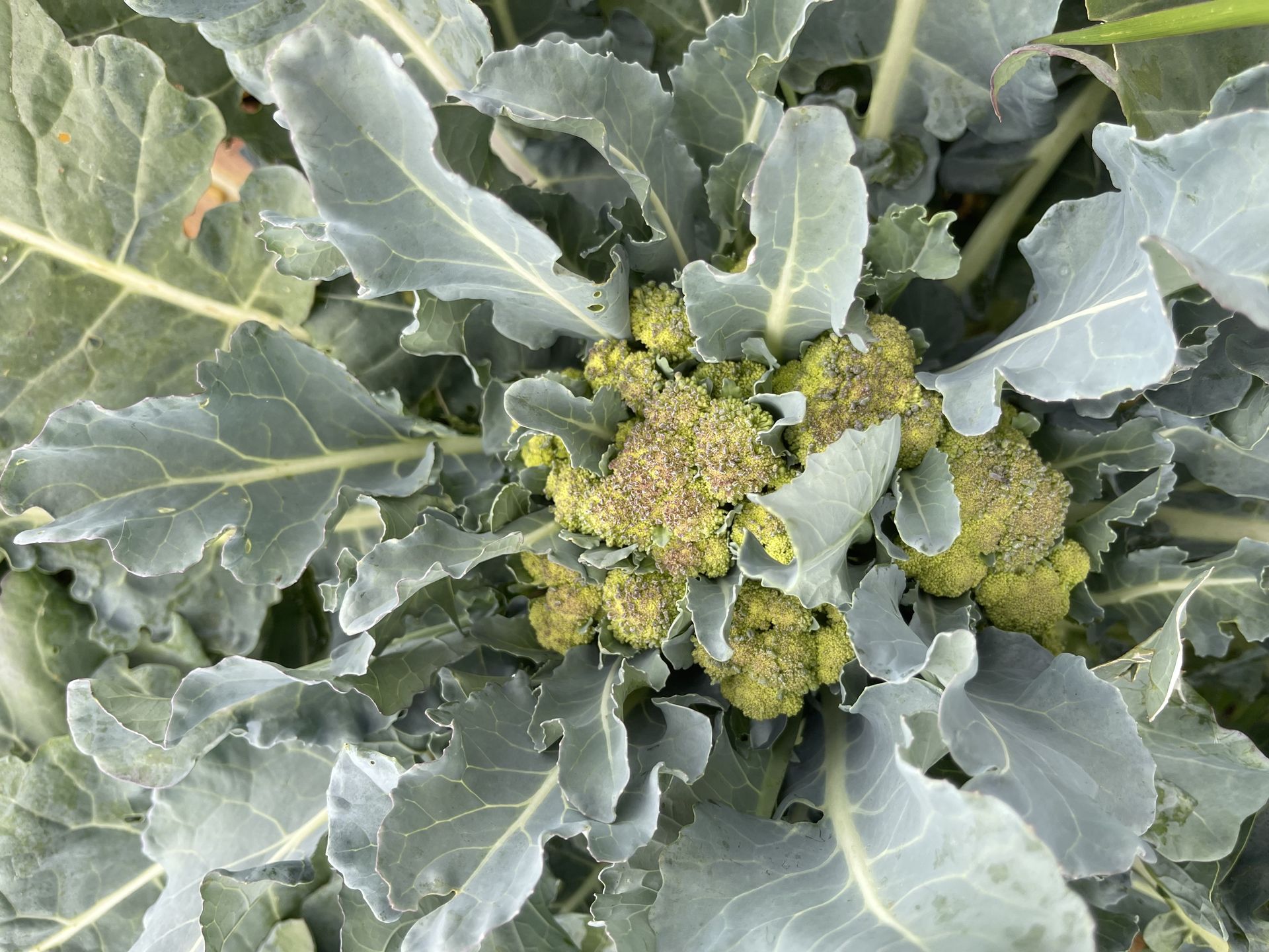 Real Food for Real Legends: The Case for Ugly Produce