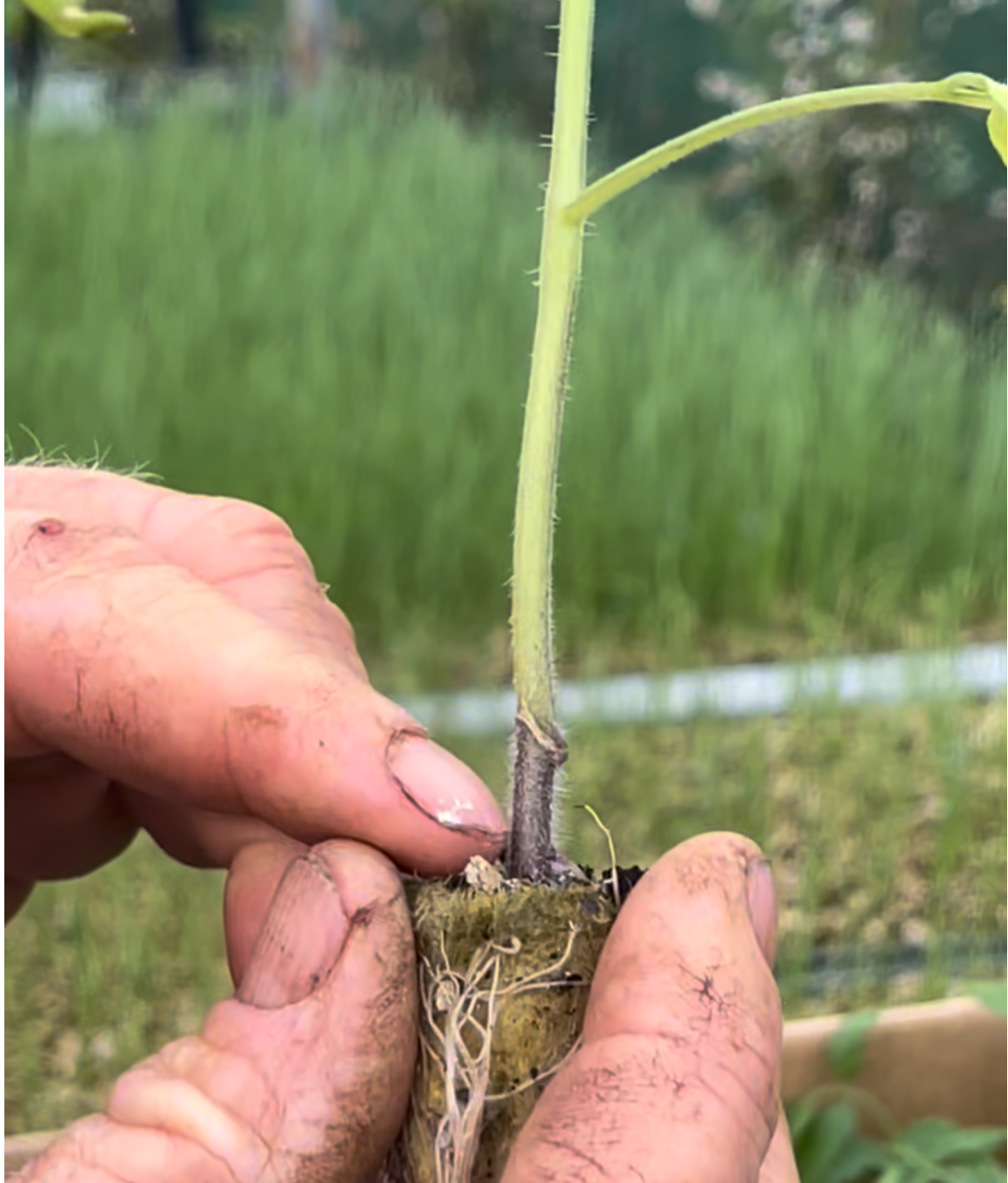 Grafted Veggies and Why It Matters
