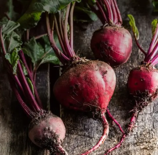 Freshly harvested beetroot from Homegrown Organics