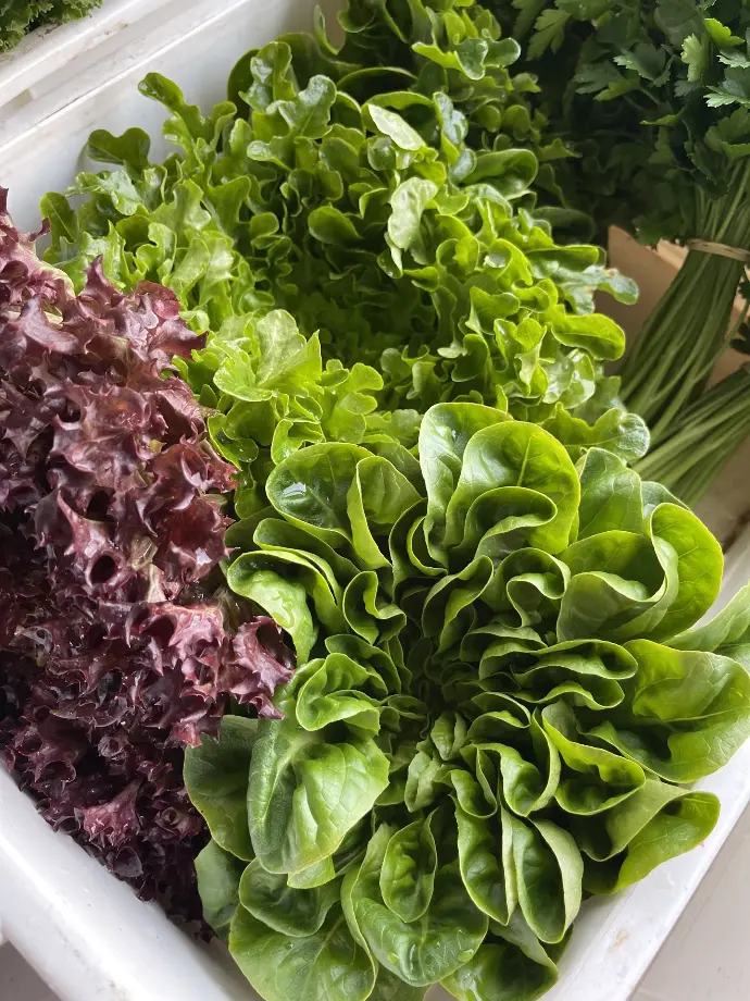 Lettuce Coming Out Our Ears