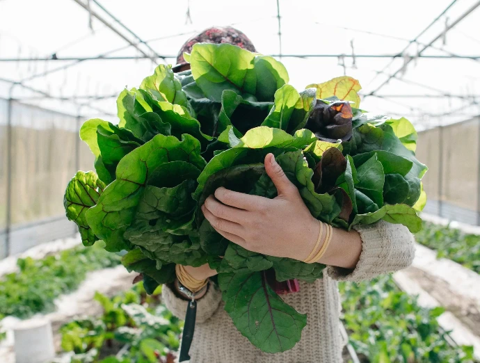 Freshly picked greens at Homegrown Organics