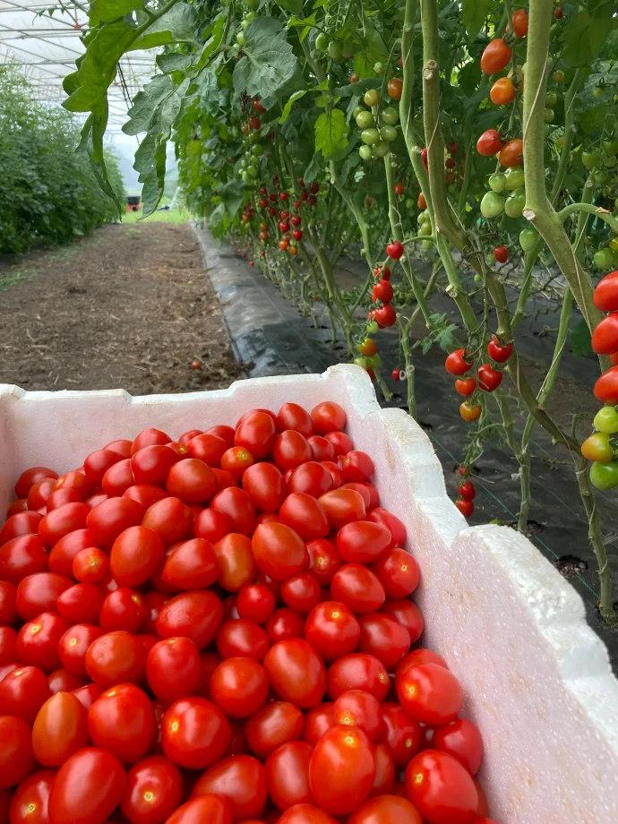 Fresh tomato harvest at Homegrown Organics