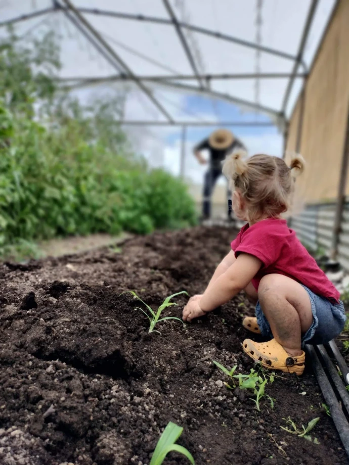 A little one planting seedlings at Homegrown Organics