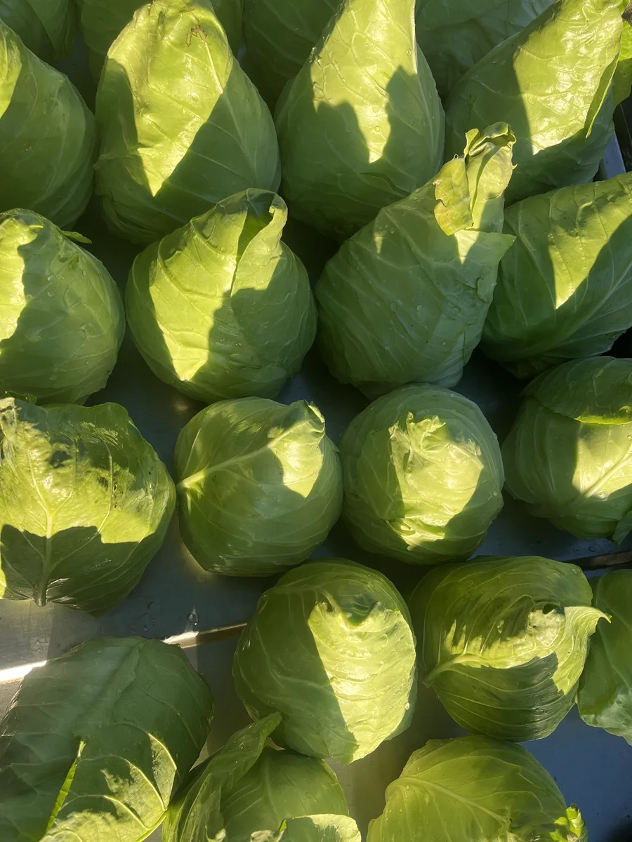 Crate of freshly picked cabbages