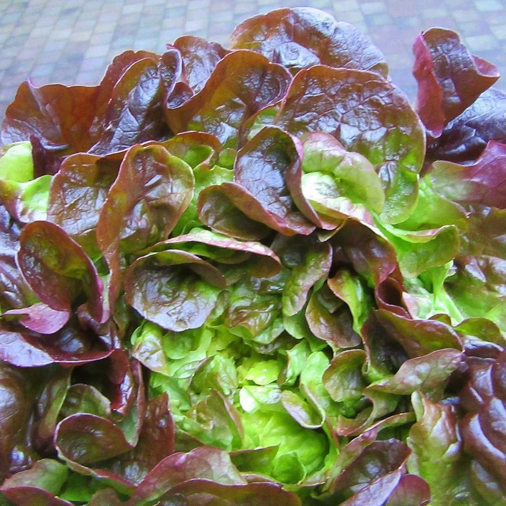 Lettuce - Red Mignonette