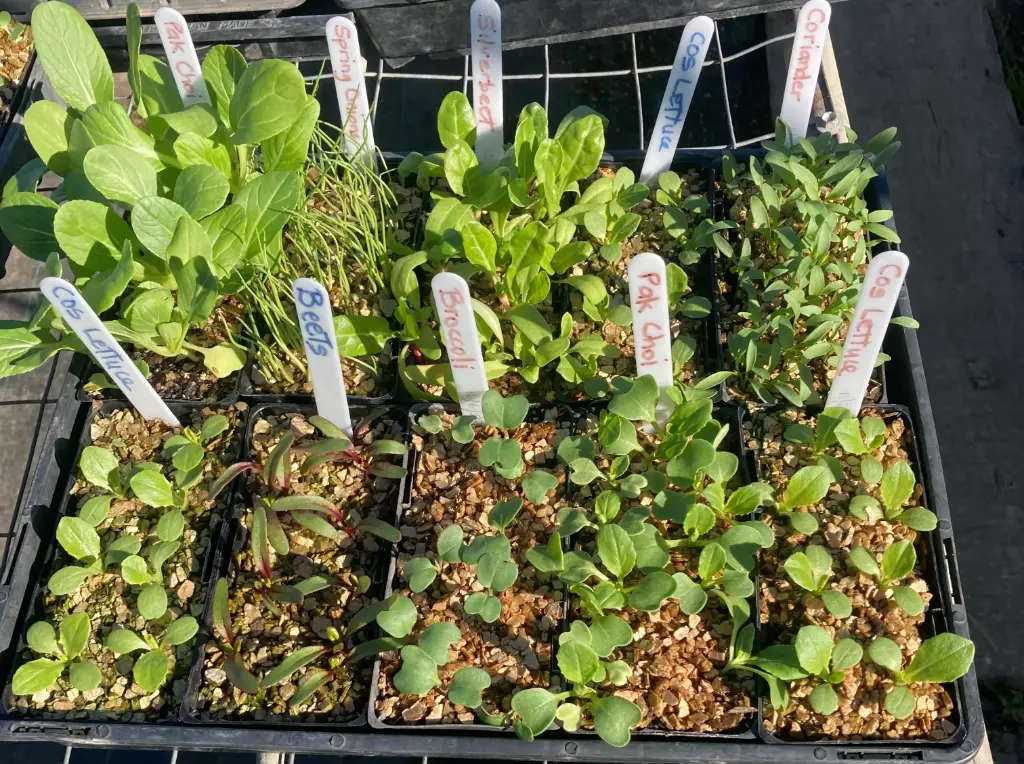 Seedlings (Beetroot)