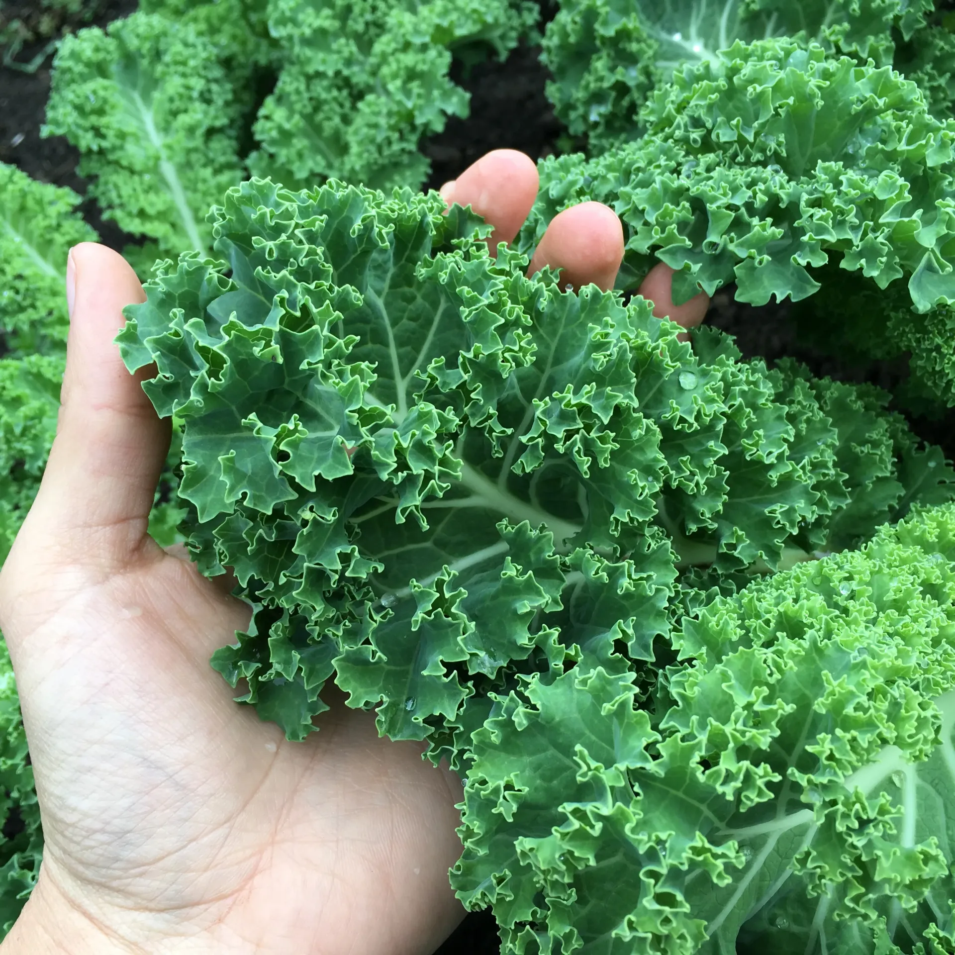 Kale - Curly per KG
