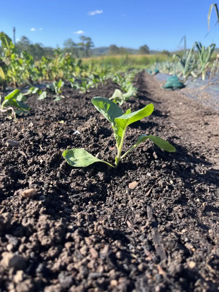 Seedlings (Tomatoes - Roma)