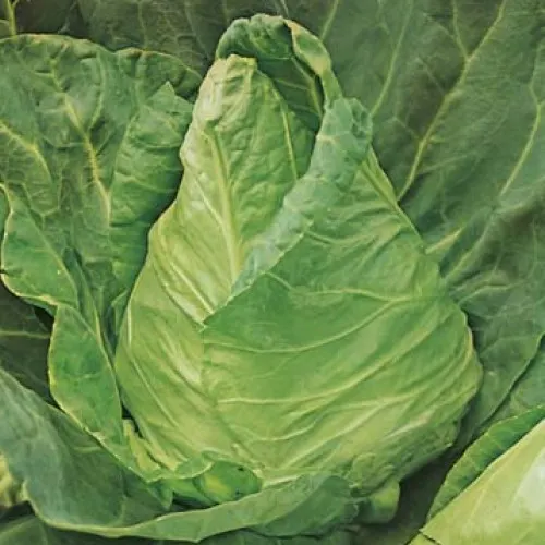 Cabbage Sugarloaf