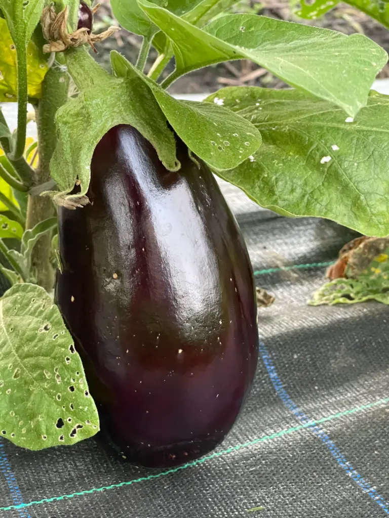 Eggplant
