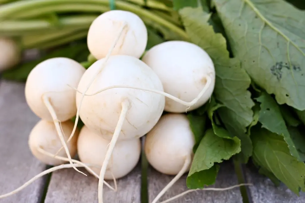 Turnip - Hakurei Salad Bunch Wholesale