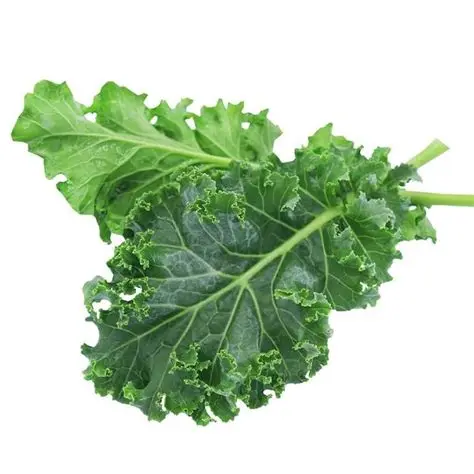 Kale - White Russian Bunch