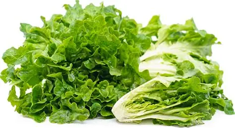 Lettuce - Green Oak Each
