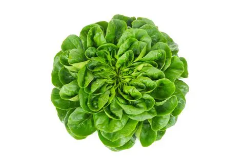 Lettuce - Green Buttercrunch