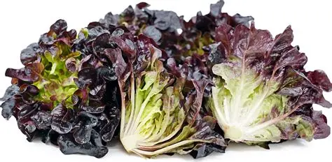 Lettuce - Red Oak