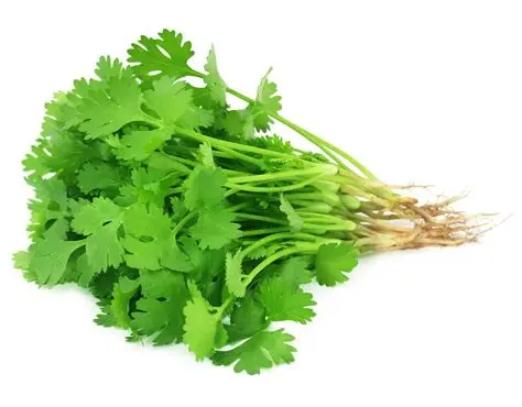 Coriander Bunch