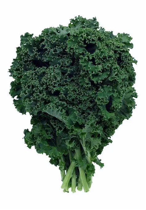Curly kale bunch