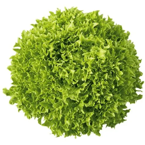 Lettuce - Green Crisp