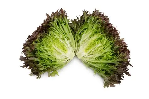 Lettuce - Red Crisp