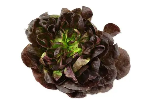 Lettuce - Red Buttercrunch Each