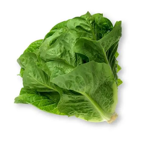 Lettuce - Cos