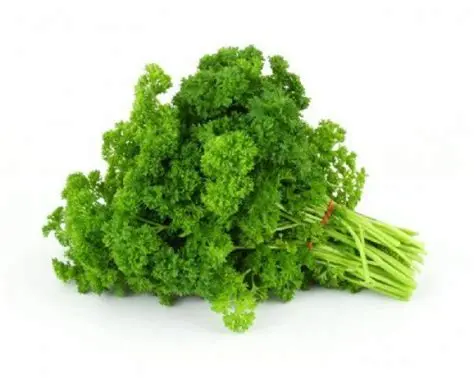 Parsley - Curly Bunch